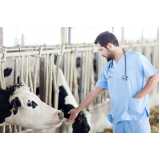 exame respiratório bovino clínica Cantagalo