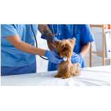 exame respiratório em cachorros clínica Atibaia