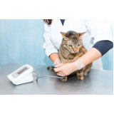 exames anemia felina Formosa