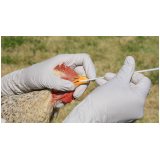 exames circovirus em aves Belo Vale