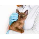 exames de biologia molecular para gatos Serra azul