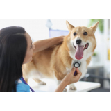 exames de cinomose para cães Zona Norte