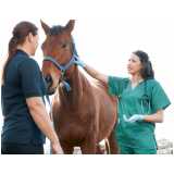 exames de diarreia em equinos Rondônia