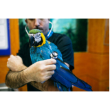 exames de doença das penas em aves Nova Venécia