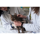 exames de felv em gatos Cruz das Almas