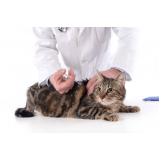 exames de felv regressor em gatos Catanduva