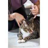 exames de fiv em gatos São Francisco de Itabapoana