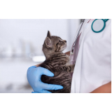 exames de gatos fiv e felv Itabuna