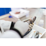 exames de iridovirus em peixe Santa Teresa