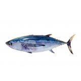 exames de iridovirus em peixes Sertãozinho