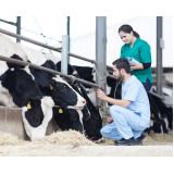 exames de pcr em bovinos Itatiba