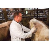 exames de trypanosoma vivax em bovinos Zona Leste