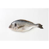 exames em peixes ornamentais Morada de Laranjeiras