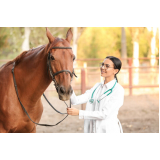 exames genéticos em cavalos Diadema