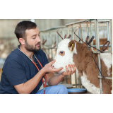 exames neurológicos em bovinos Zona Leste