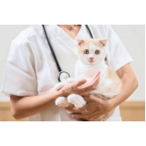 exames neurológicos em gatos Seropédica