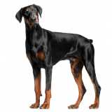 onde encontrar painel genético canino Taboão da Serra