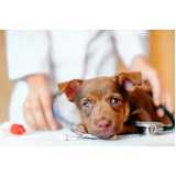 onde fazer exame neurológico em cachorros Seropédica