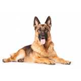 painéis genéticos canino Varre-Sai