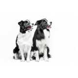 painéis genéticos pelagem canina Nilópolis