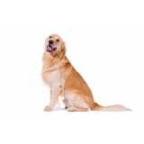 painel genético de pelagem canina Teresópolis