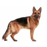 painel genético de portador canino Arapongas