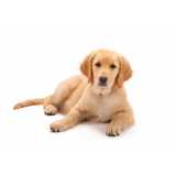 painel genético de sequenciamento canino clínica Formosa