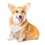 painel genético portador canino clínica Arapongas