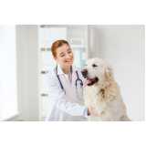 teste de adenovírus em cachorros agendar Cotia
