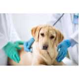 teste de adenovírus em cachorros Telemaco Borba
