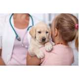 teste de parvovírus em cães Queimados