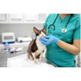 teste de parvovírus em gatos Barro Vermelho