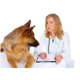 teste genético para cachorros Seropédica