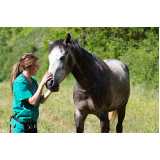 teste genético para cavalos marcar Itabuna