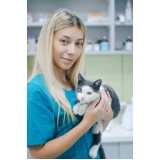 teste genético para gatos marcar Belo Vale
