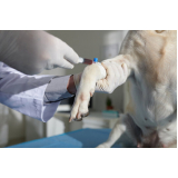 testes de adenovírus em cachorros Guaratinguetá