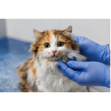 testes de gato fiv e felv Seropédica