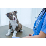 testes de leishmaniose canina Muriae