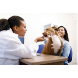 testes de leishmaniose em cachorros Votorantim