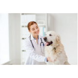 testes de parvovírus em cães Queimados