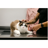 testes fiv felv em gatos Sergipe