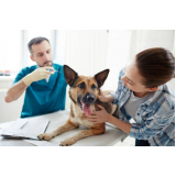 testes genéticos para cachorro Mariporã