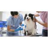 testes genéticos para cães Morada de Laranjeiras