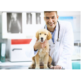 testes pcr leishmaniose canina Itapetininga